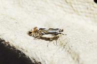 Phyllonorycter suaveolentis