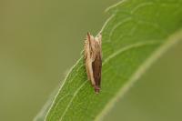 Ancylis apicella