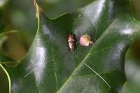 Adela australis