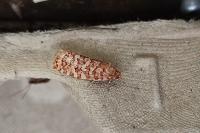 Lozotaeniodes formosana