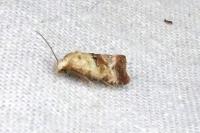 Neocochylis millierana