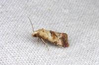 Neocochylis millierana
