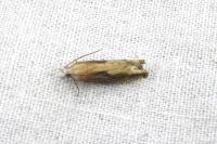 Eucosma conterminana