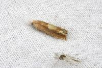 Eucosma conterminana