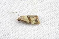 Phalonidia contractana