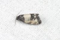 Propiromorpha rhodophana
