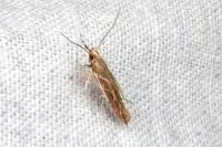 Pyroderces argyrogrammos