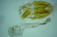 Coleophora nutantella
