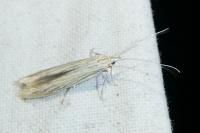 Coleophora nutantella