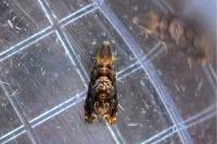 Enarmonia formosana