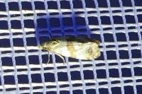 Phalonidia
