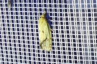 Agapeta hamana
