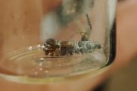 Clavigesta