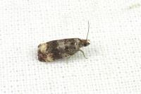 Endothenia