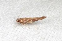 Pyroderces argyrogrammos