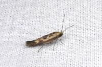 Scythris limbella