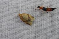 Clepsis consimilana
