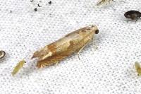 Eucosma conterminana