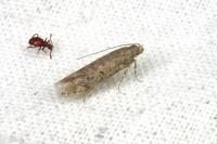 Scrobipalpa