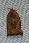 Archips podana
