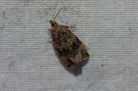 Celypha lacunana