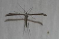 Emmelina monodactyla