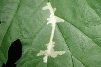 Cosmopterix zieglerella