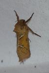 Triodia sylvina