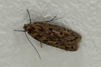 Hofmannophila pseudospretella