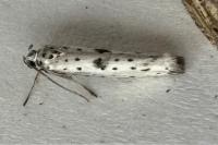 Yponomeuta plumbella