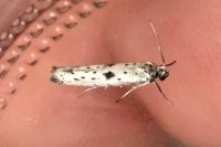 Yponomeuta plumbella