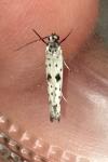 Yponomeuta plumbella