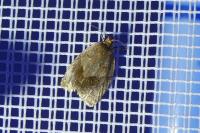 Clepsis dumicolana