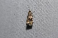 Celypha lacunana