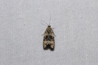 Celypha lacunana