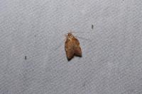 Carcina quercana