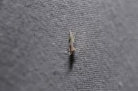 Argyresthia bonnetella