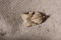 Clepsis spectrana