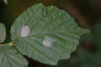 Phyllonorycter coryli