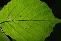 Phyllonorycter coryli