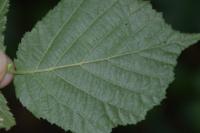 Phyllonorycter coryli