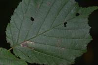 Phyllonorycter nicellii