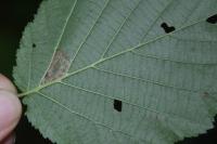 Phyllonorycter nicellii