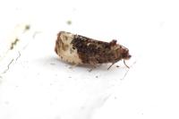 Hedya nubiferana