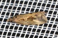 Endothenia quadrimaculana