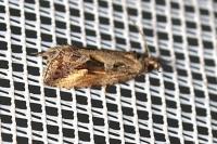 Endothenia quadrimaculana