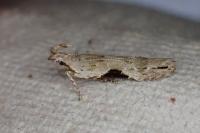 Hypatima rhomboidella
