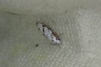 Stenolechia gemmella