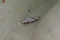 Stenolechia gemmella
