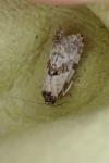 Neocochylis molliculana